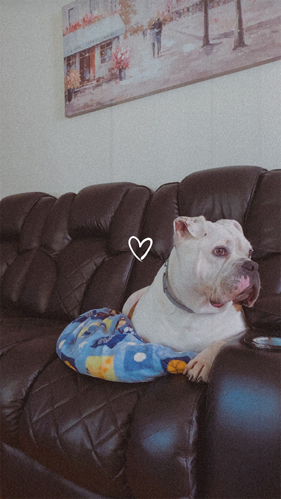 Melissa pup